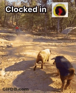 Bull And Sheep With Clocked In Caption GIF