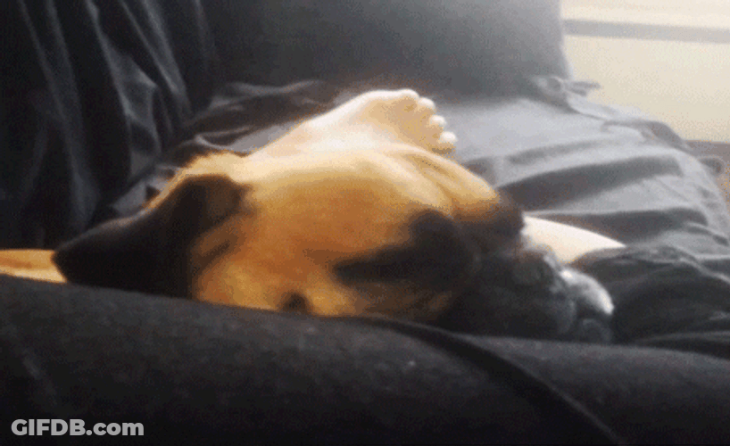 Bull Dog Waking Up GIF