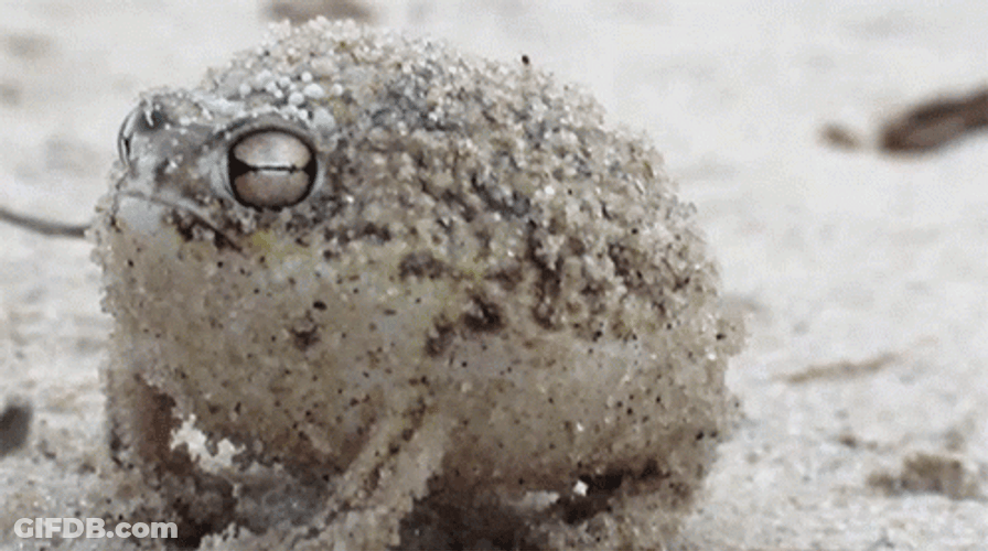 Bull Frog Burping GIF