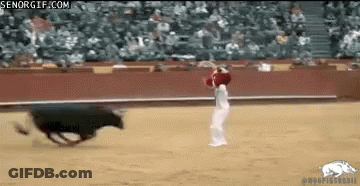 Bull Running Towards Person In Bullfight GIF