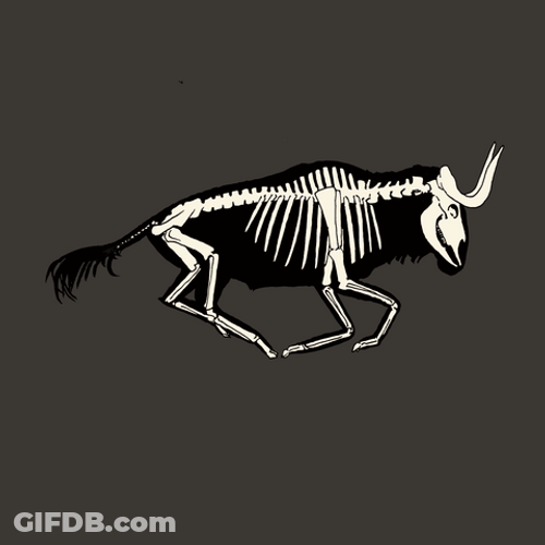 Bull Skeleton Running Fast GIF