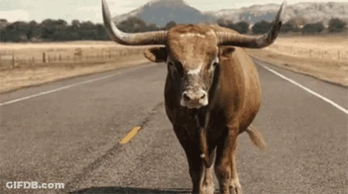 Bull With Long Horns Standing GIF