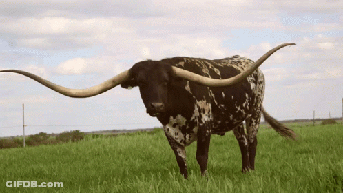 Bull With Very Long Horns GIF