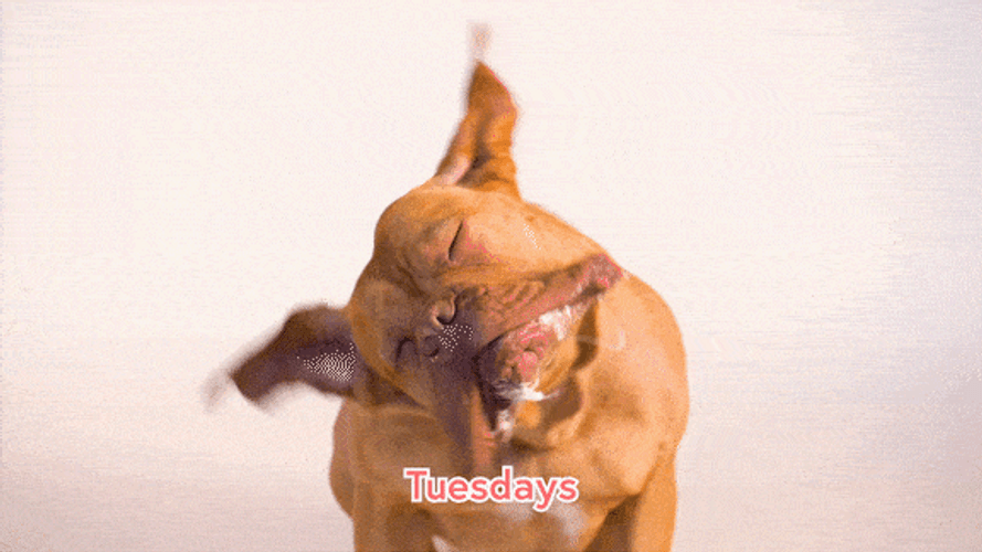 Bulldog Dog Shaking Head GIF