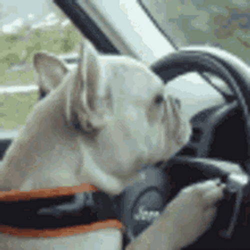 Bulldog Driving Car GIF