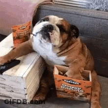 Bulldog Holding Remote On Couch GIF