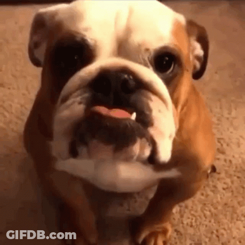 Bulldog Holding Toy In Mouth GIF