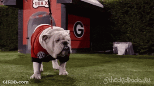 Bulldog In G Shirt With Doghouse GIF