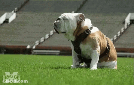 Bulldog In Harness On Field With State M Logo GIF