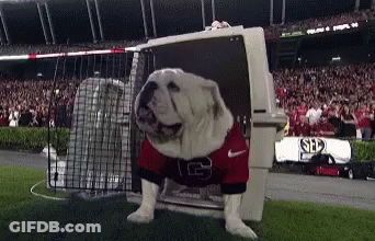 Bulldog In Jersey Saying G GIF