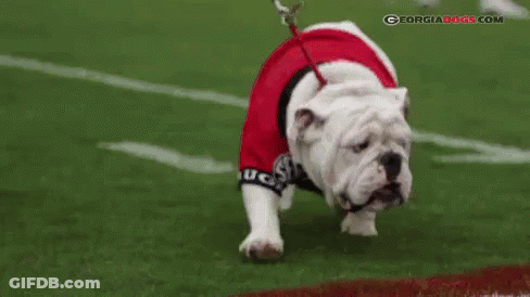 Bulldog In Red Shirt And Leash On Football Field GIF