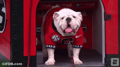 Bulldog In Red UGA Jersey In Doghouse GIF