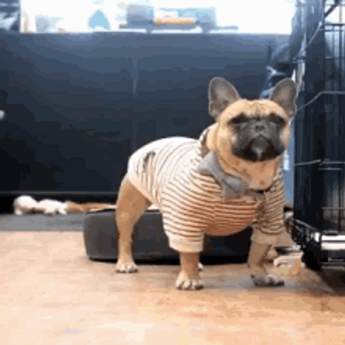 Bulldog In Stripes Barking Yo GIF