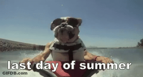Bulldog In Sunglasses And Life Jacket Riding Jet Ski GIF