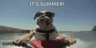 Bulldog In Sunglasses Riding Jet Ski On Water GIF