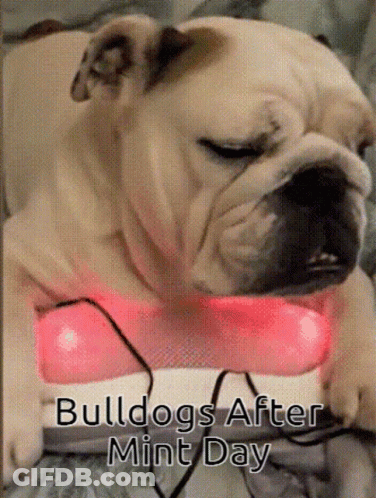 Bulldog Laying On Bed With Pink Light Saying Bulldog After Mint Day GIF