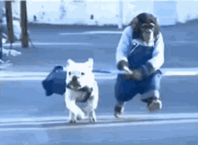 Bulldog Monkey Running GIF