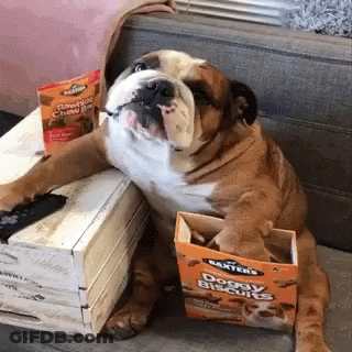 Bulldog On Couch Next To Biscuit Box GIF