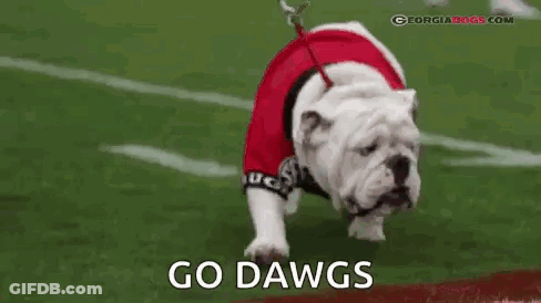 Bulldog On Leash Wearing Red Jersey GIF