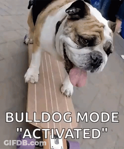 Bulldog On Skateboard Bulldog Mode Activated GIF