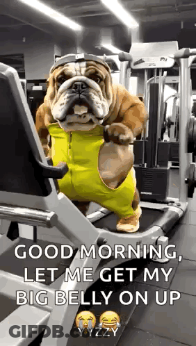 Bulldog On Treadmill Says Good Morning Big Belly GIF