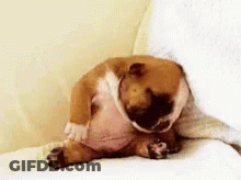 Bulldog Puppy Sleeping On Couch GIF