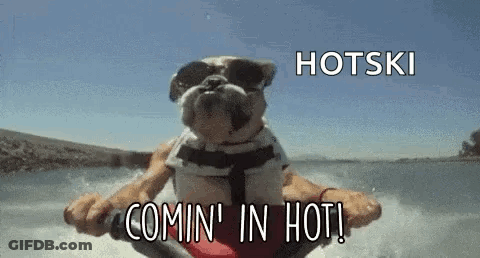 Bulldog Riding Jet Ski GIF