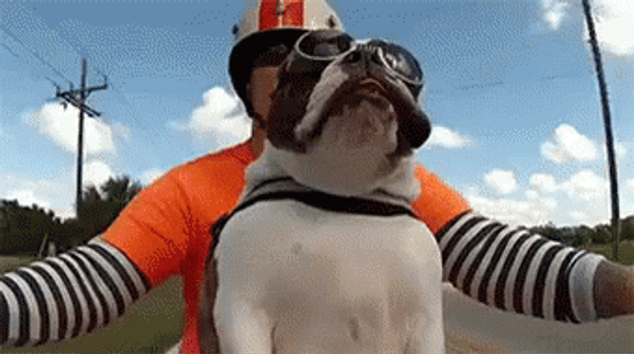 Bulldog Riding Motorcycle GIF