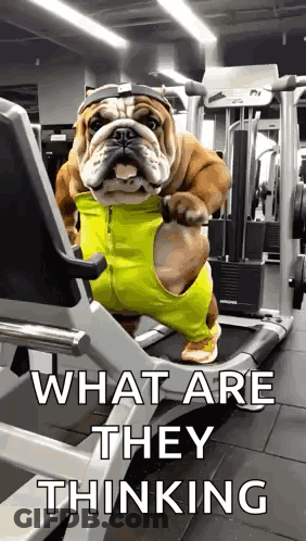 Bulldog Running On Treadmill In Yellow Outfit GIF