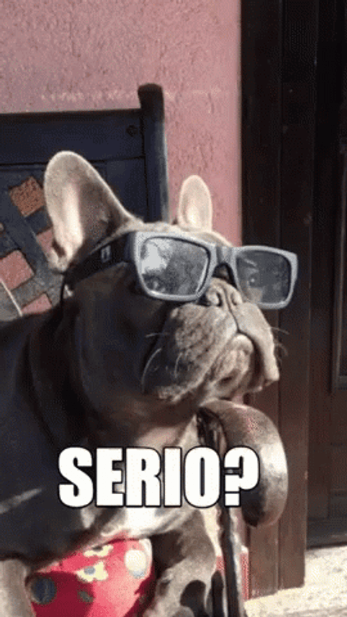 Bulldog Serio Sunglasses GIF