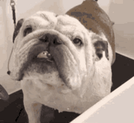 Bulldog Shaking Off Water GIF