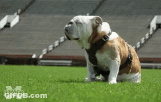 Bulldog Sitting In Front Of Stadium With M GIF