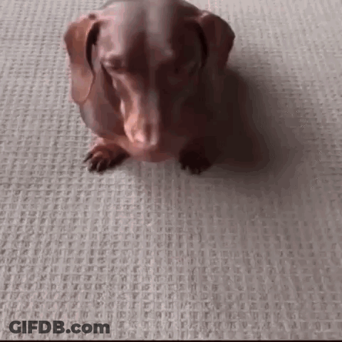 Bulldog Sitting On Couch Holding Remote Control GIF