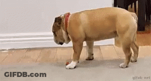 Bulldog Sniffing Toy On Wooden Floor GIF