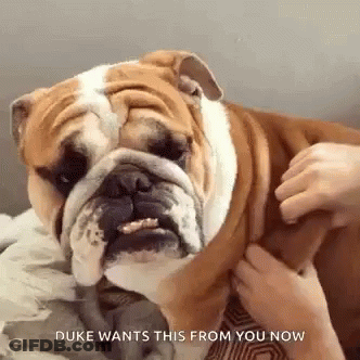 Bulldog Standing In Grass In Front Of Blue Tub GIF