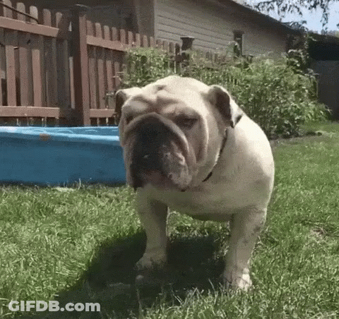 Bulldog Standing In Grass In Front Of Blue Tub GIF