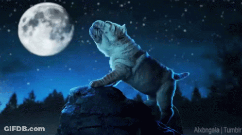 Bulldog Standing On Rock In Front Of Moon GIF