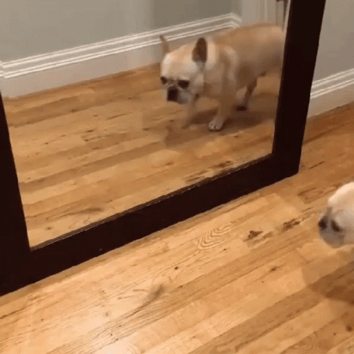 Bulldog Surprised In The Mirror GIF
