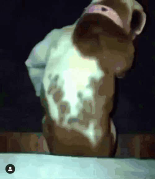 Bulldog Twerking Dog GIF