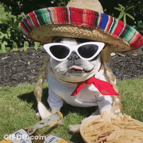 Bulldog Viva Mexico GIF