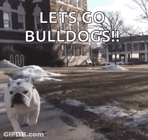 Bulldog Walking Down Sidewalk Let's Go Bulldogs GIF