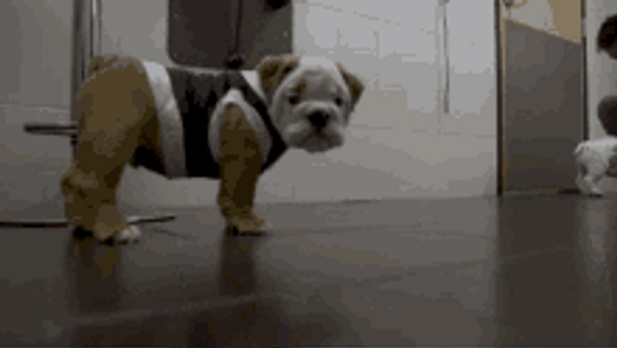 Bulldog Walking Towards Camera GIF
