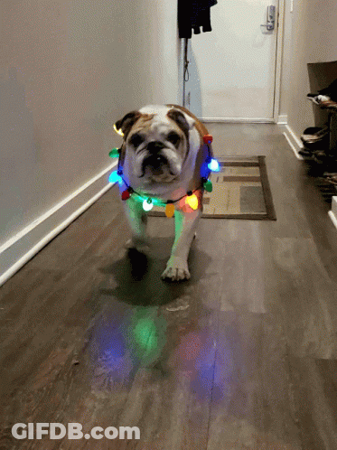 Bulldog Wearing Christmas Lights Walking Down Hallway GIF