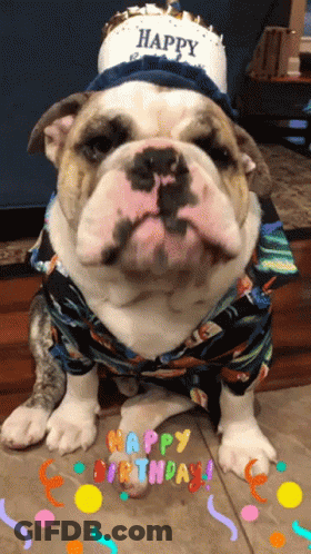 Bulldog Wearing Hat Saying Happy GIF