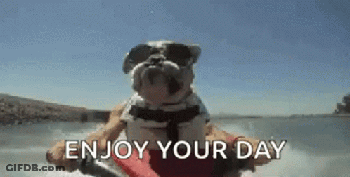Bulldog With Sunglasses And Life Jacket On Jet Ski GIF
