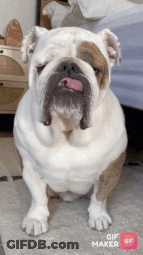 Bulldog With Tongue Out And GIF Maker Icon GIF
