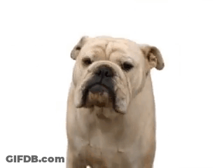 Bulldog Yawning GIF