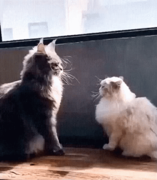 Bully Maine Coon Cat GIF