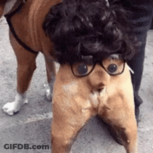 Bum Doggy Butt Face GIF
