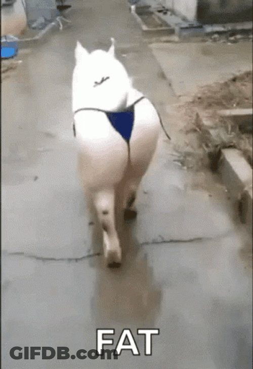 Bum Pig Fat GIF